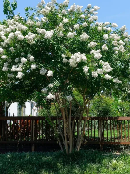 Natchez Crepe Myrtle